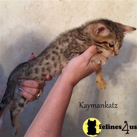 jmiller@kaymankatz.com Picture 2